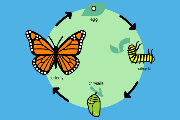 Butterfly life cycle stages